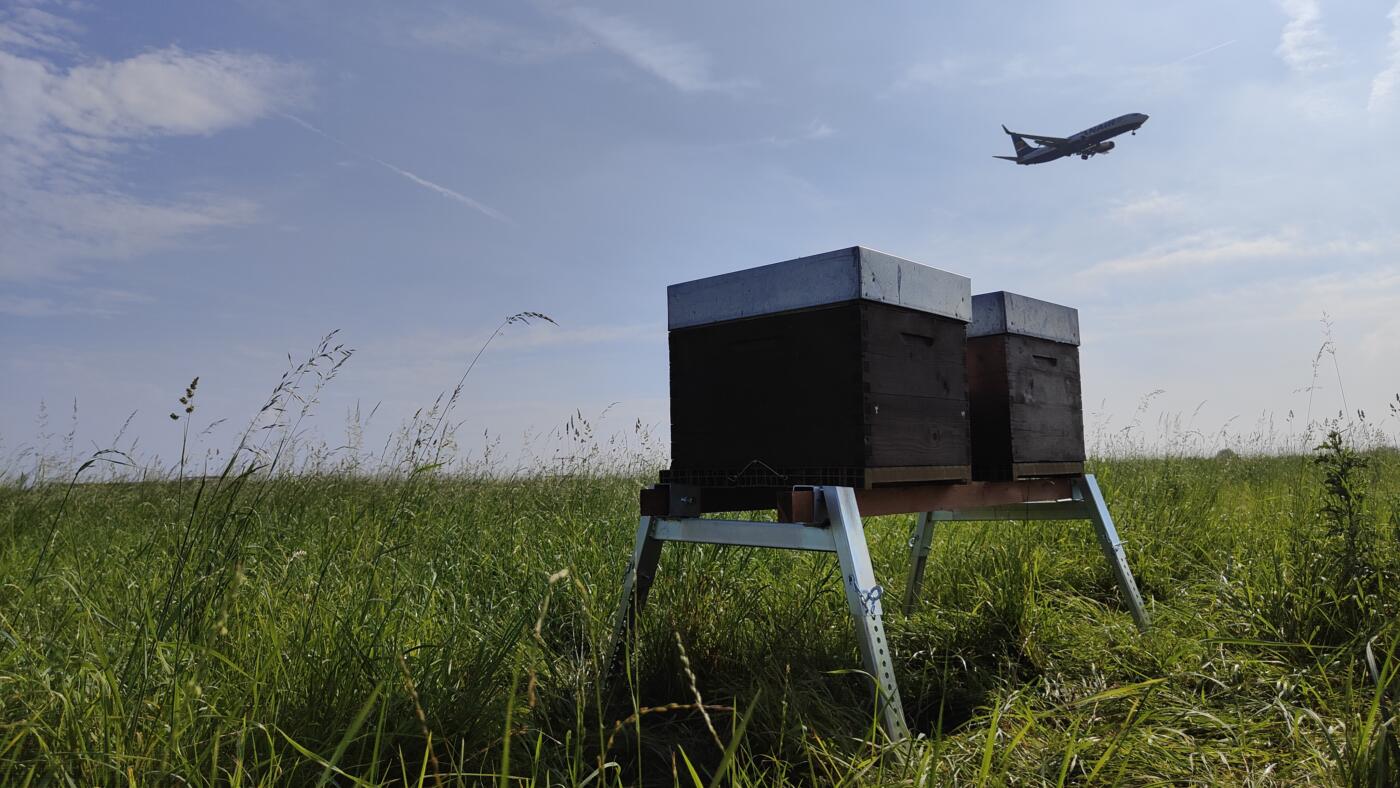 Des ruches à l’aéroport de Charleroi