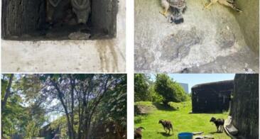 Au Fort de Hollogne, histoire et biodiversité se conjuguent au présent