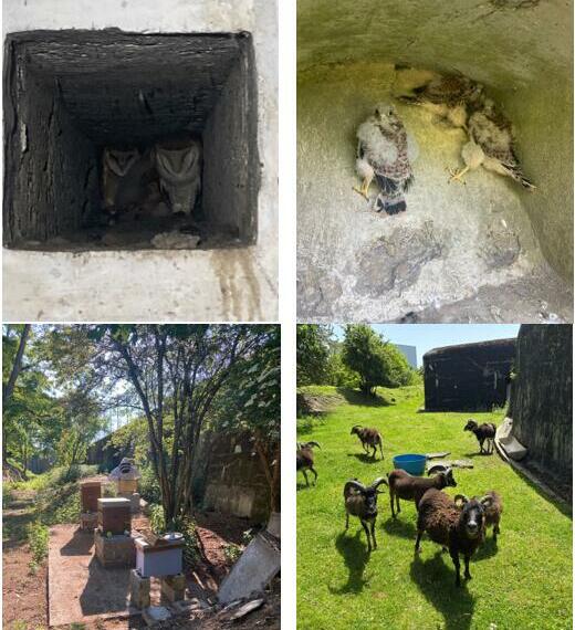 Au Fort de Hollogne, histoire et biodiversité se conjuguent au présent